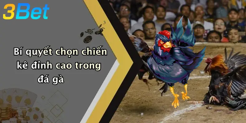 Bí quyết chọn chiến kê đỉnh cao trong đá gà